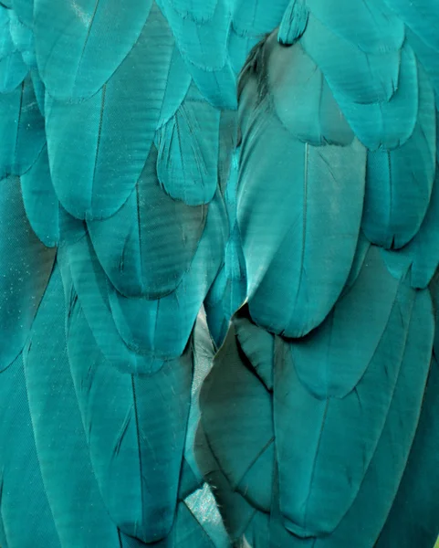 Ljus blå Ara fjädrar — Stockfoto