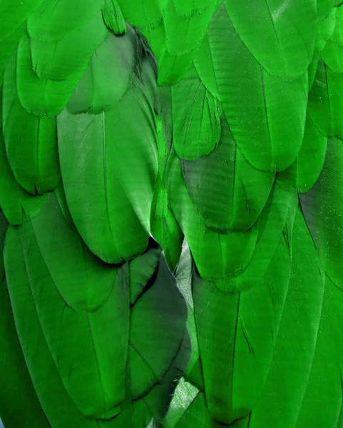 Gröna Ara fjädrar — Stockfoto