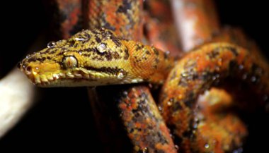 Amazon ağacı boa (Corallus hortulanus)