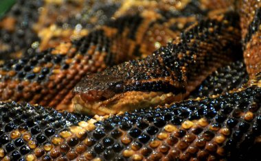  Bushmaster (Lachesis muta)