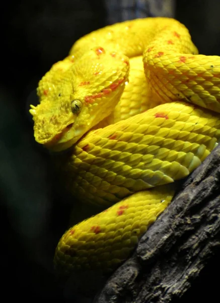睫毛蝰蛇 (Bothriechis 池) — 图库照片