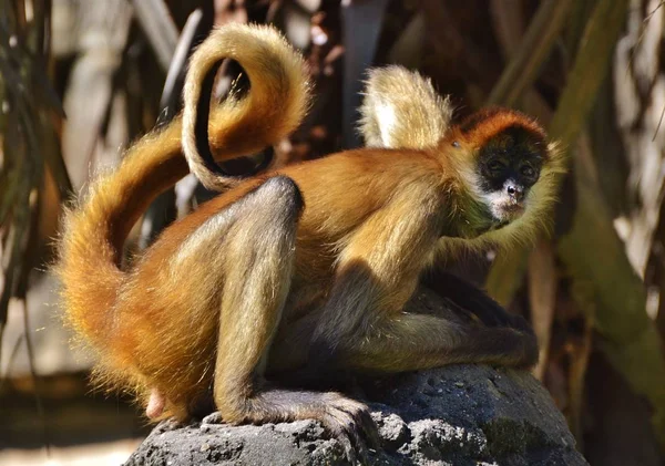 Singe araignée assis sur le rocher — Photo