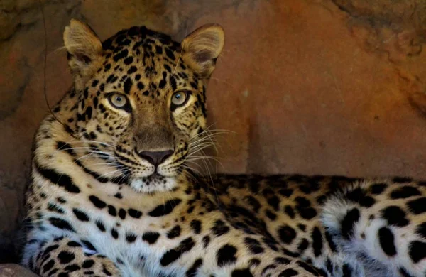 Amur Leopard (Panthera pardus orientalis) - Stock-foto