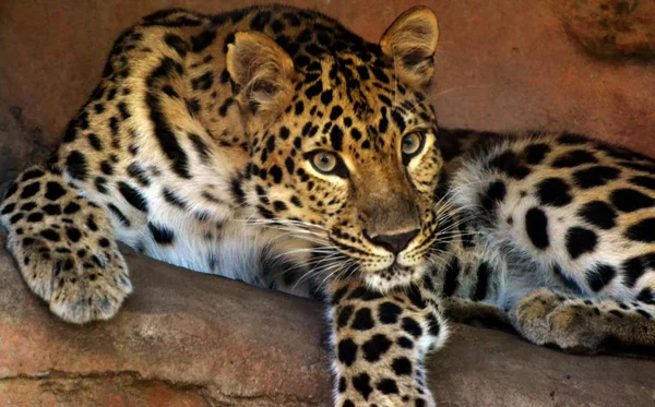 Amur Fard (Panthera pardus orientalis) ) — стоковое фото