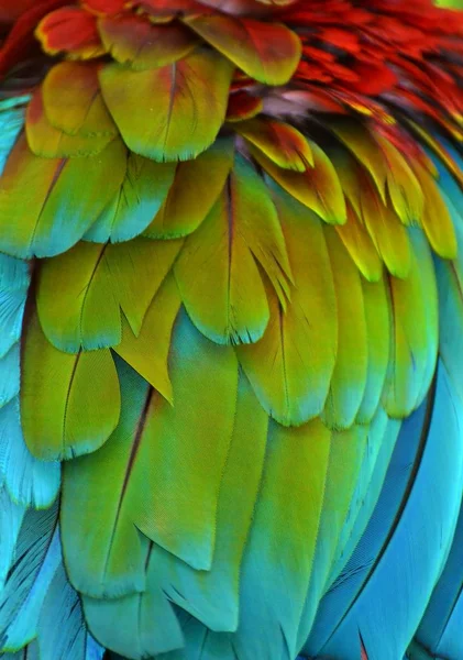 Plumas de guacamayo escarlata — Foto de Stock