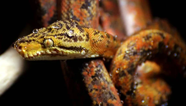 Amazonas-fából (Corallus hortulanus)) — Stock Fotó