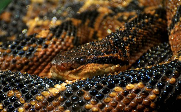  Bushmaster (Lachesis muta)