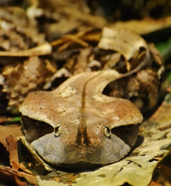 Gaboon Viper (Bitis gabonica) — Stock Photo, Image