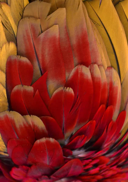 Kırmızı ve turuncu tüyler — Stok fotoğraf