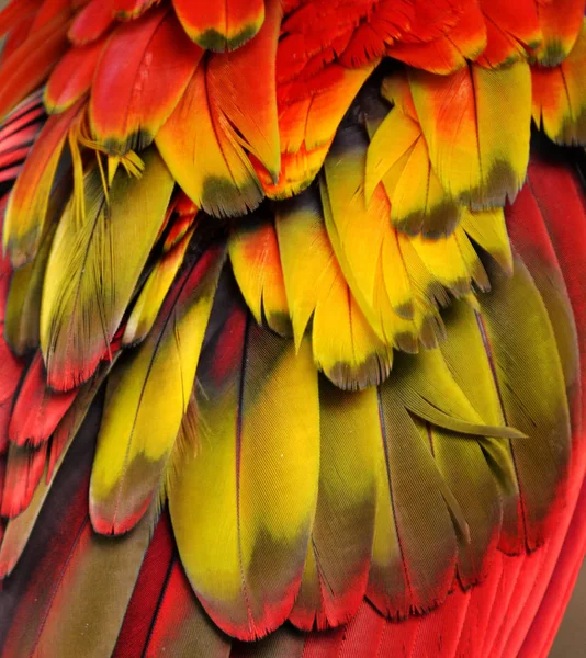 Červené, žluté a oranžové peří — Stock fotografie