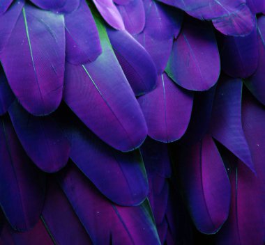 Blue and Purple Feathers clipart