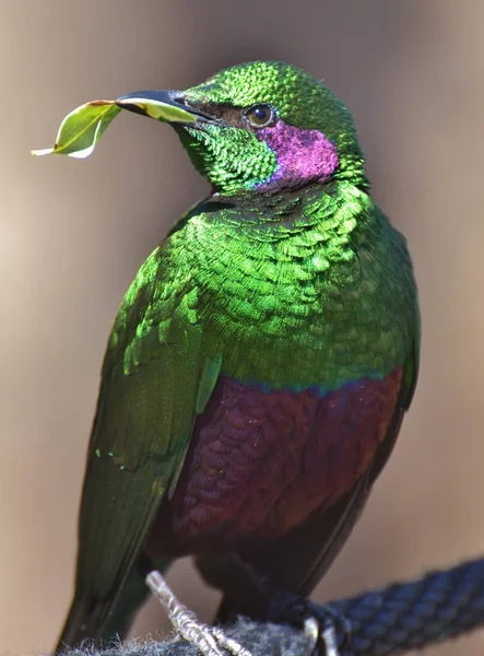 翡翠椋鸟 （Lamprotornis 虹膜) — 图库照片