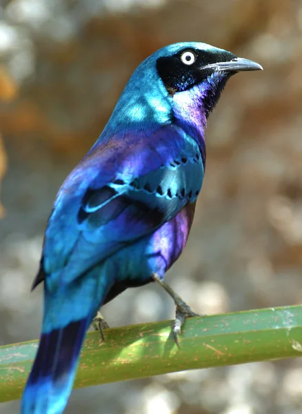 Glossy Starling (Lamprotornis) — Stock Photo, Image