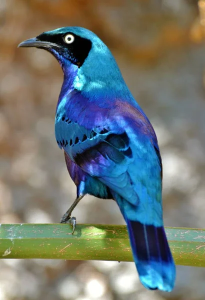 Lesklý Starling (Lamprotornis) — Stock fotografie