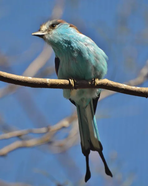 球拍尾滚子 (Coracias spatulatus) — 图库照片