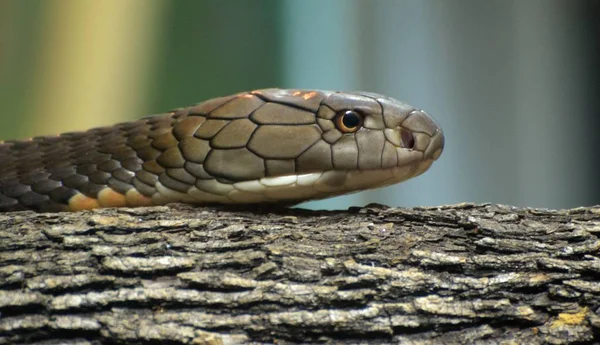 Koningscobra (Ophiophagus hannah)) — Stockfoto