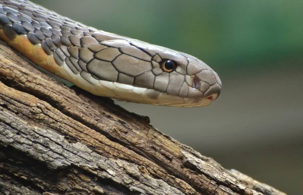 Rei cobra (Ophiophagus hannah) — Fotografia de Stock
