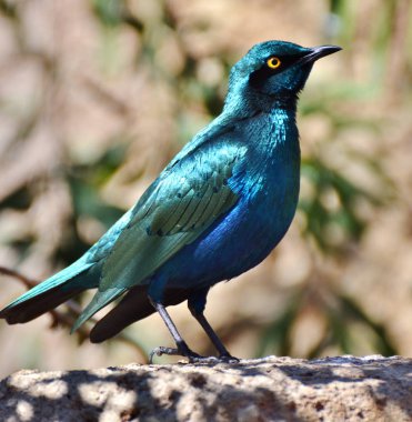 Cape sığırcık (lamprotornis nitens)