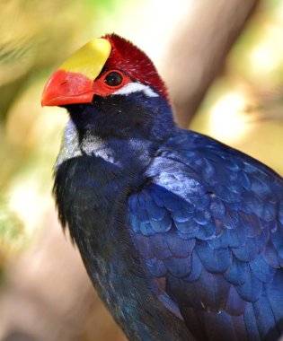 Menekşe turaco (musophaga violacea)