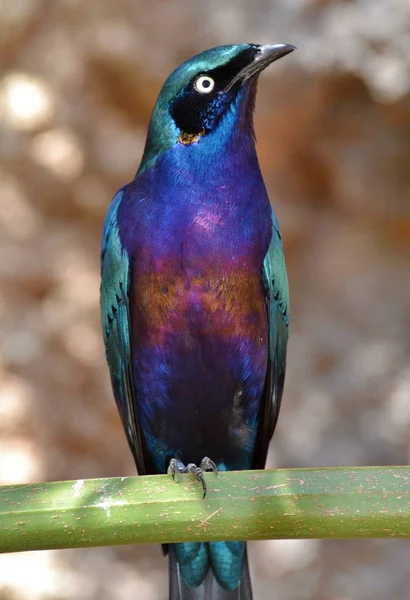 精湛的椋鸟 (Lamprotornis) — 图库照片