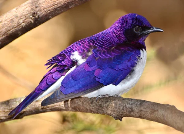 바이올렛 백업 Starling-자 수정 Starling (Cinnyricinclus leucogaster) — 스톡 사진