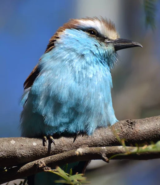 라켓 꼬리 롤러 (Coracias spatulatus) — 스톡 사진