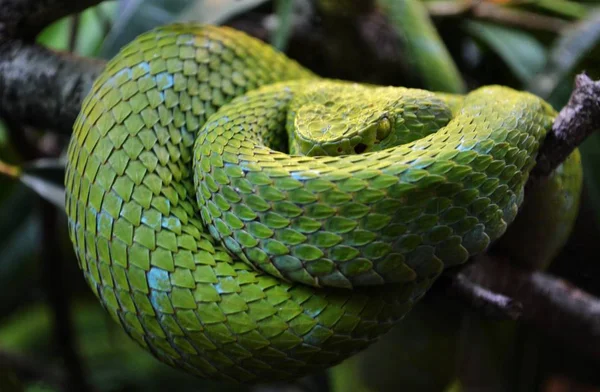 Mexicano Palm Pit Viper - Palm Pit Viper de Rowley (Bothriechis rowleyi ) — Fotografia de Stock