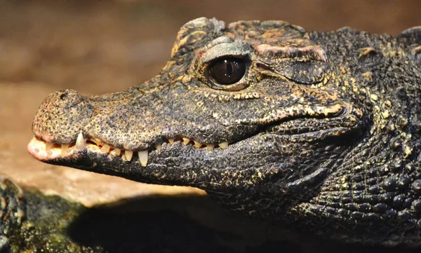 Jacaré-americano (alligator mississippiensis) — Fotografia de Stock