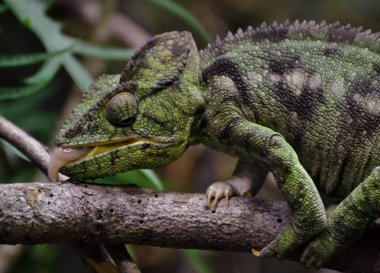 Madagaskar dev Chameleon / Oustalets'ın bukalemun (Furcifer oustaleti)
