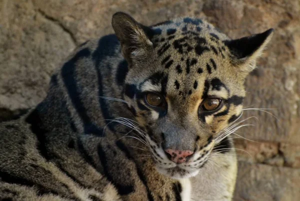 Clouded leopard (Neofelis nebulosa)