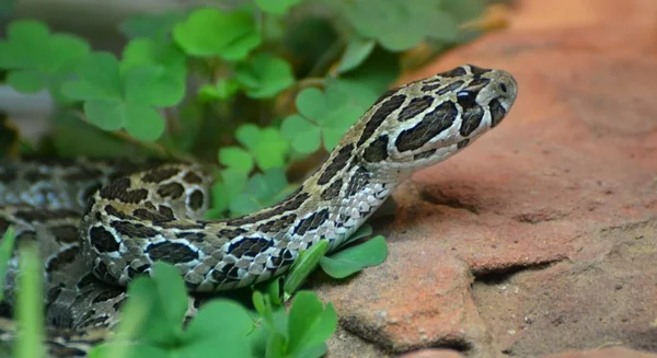 Serpiente de cascabel mexicana con cabeza de lanza — Foto de Stock