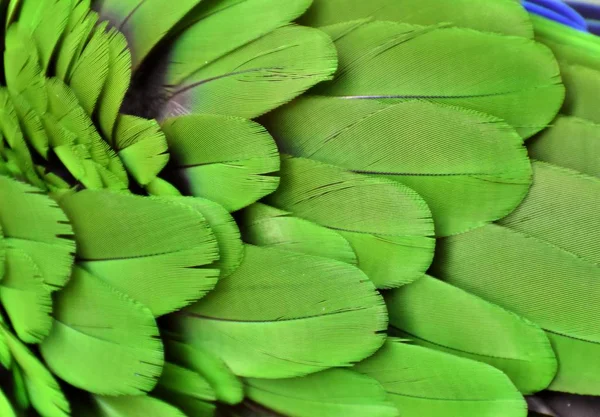 Penas de arara verde — Fotografia de Stock