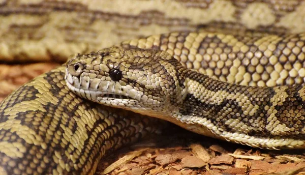 Alfombra Python (Morelia spilota ) — Foto de Stock