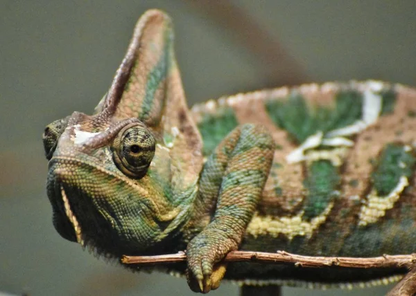 Veiled Chameleon (Chamaeleo calyptratus) — Stock Photo, Image