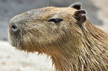 Capibara (Hydrochoerus hydrochaeris)
