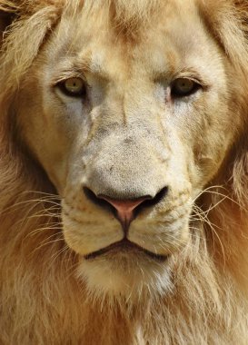 Bir erkek aslan portresi