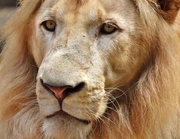 Close-up portrait of the face of a male lion (Panthera leo).