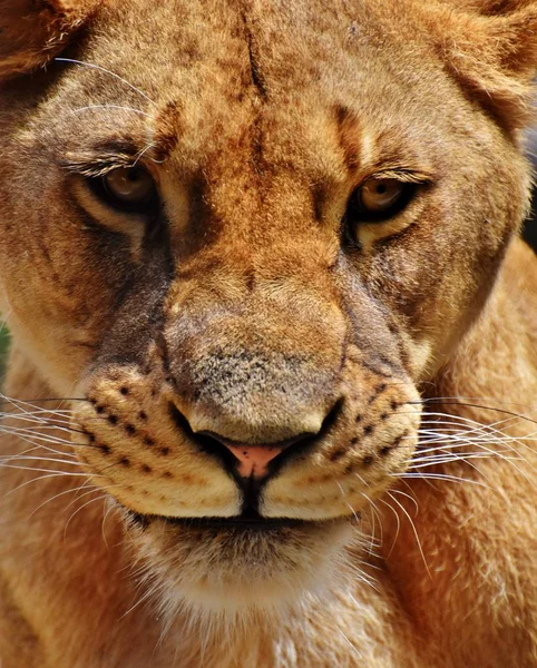 Portréja egy nőstény oroszlán — Stock Fotó