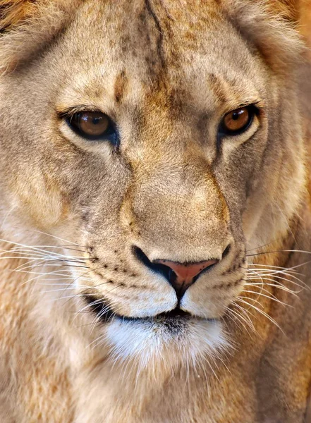 Ritratto di un leone femmina — Foto Stock