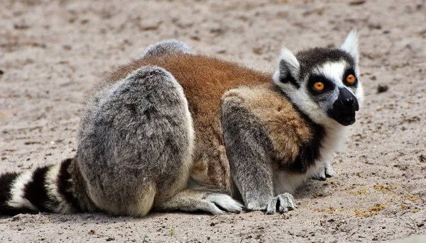 Lémure-de-cauda-anelada (Lemur catta) — Fotografia de Stock