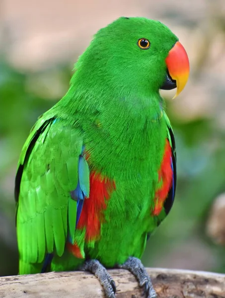 Mężczyzna Eclectus papuga (Eclectus roratus) — Zdjęcie stockowe