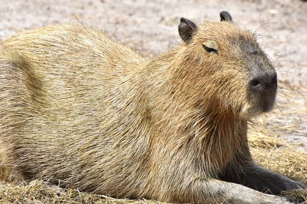 Capibara (Hydrochoerus hydrochaeris) — Stok fotoğraf