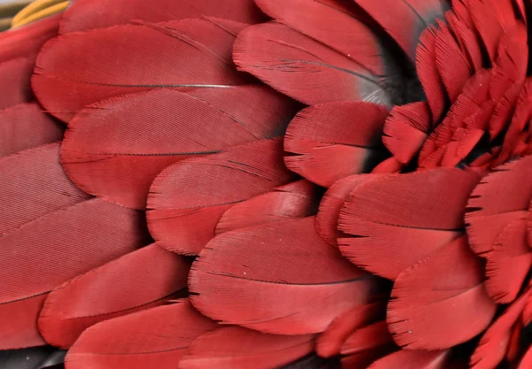 Red Feathers Stock Photo - Download Image Now - Feather, Red, Macaw - iStock
