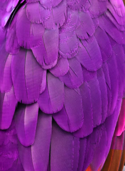 Purple Macaw Feathers — Stock Photo, Image