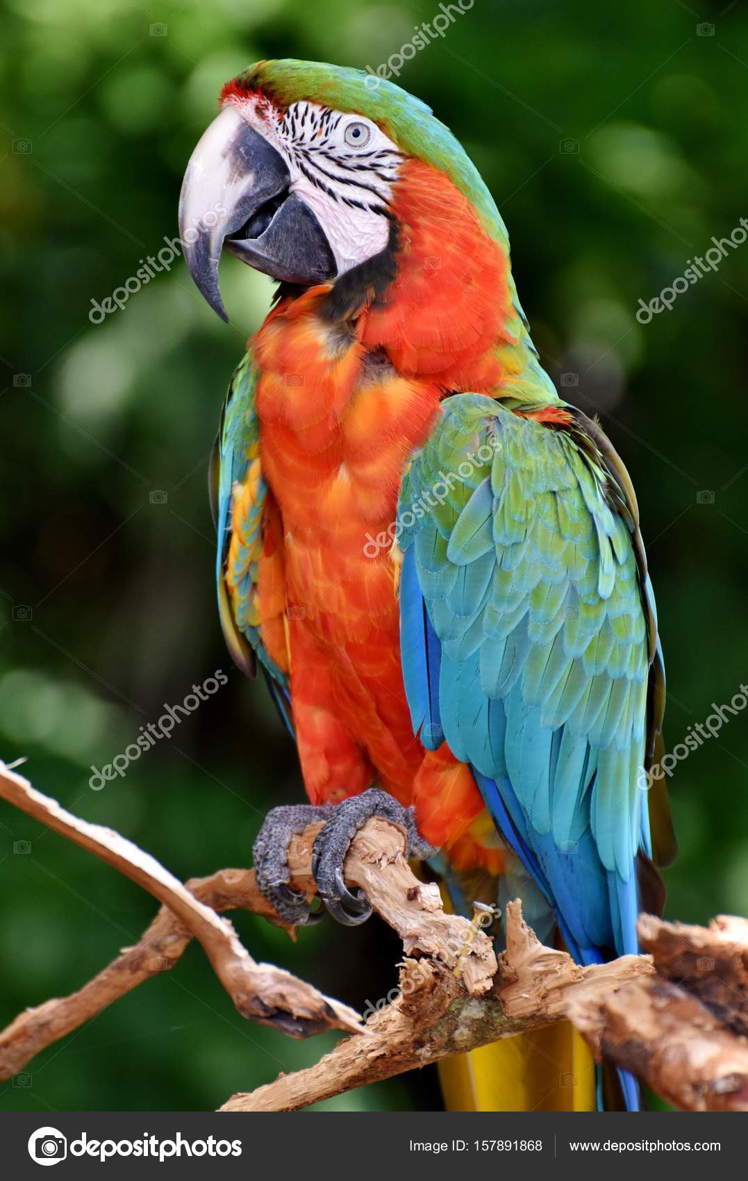 Multi-Colored Catalina Macaw Stock Photo by ©MichaelFitzsimmons