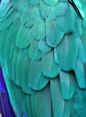 Turkuaz Amerika papağanı tüyler