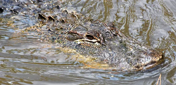 Aligator amerykański (aligator mississippiensis) — Zdjęcie stockowe