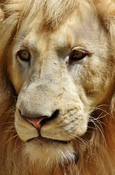 Retrato de un león macho —  Fotos de Stock