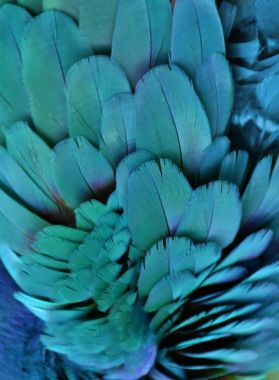 Çamurcun Amerika papağanı tüyler