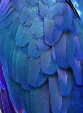 Mavi Amerika papağanı tüyler